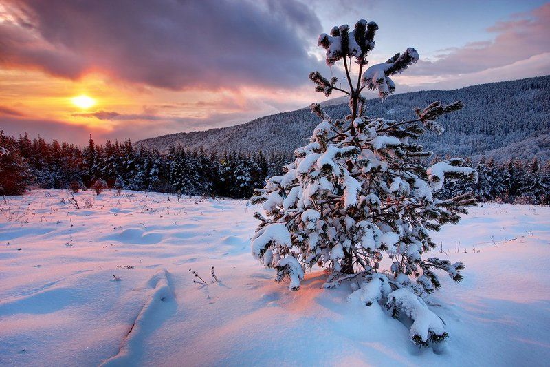 болгария, рассвет, зима Молодая Ель фото превью