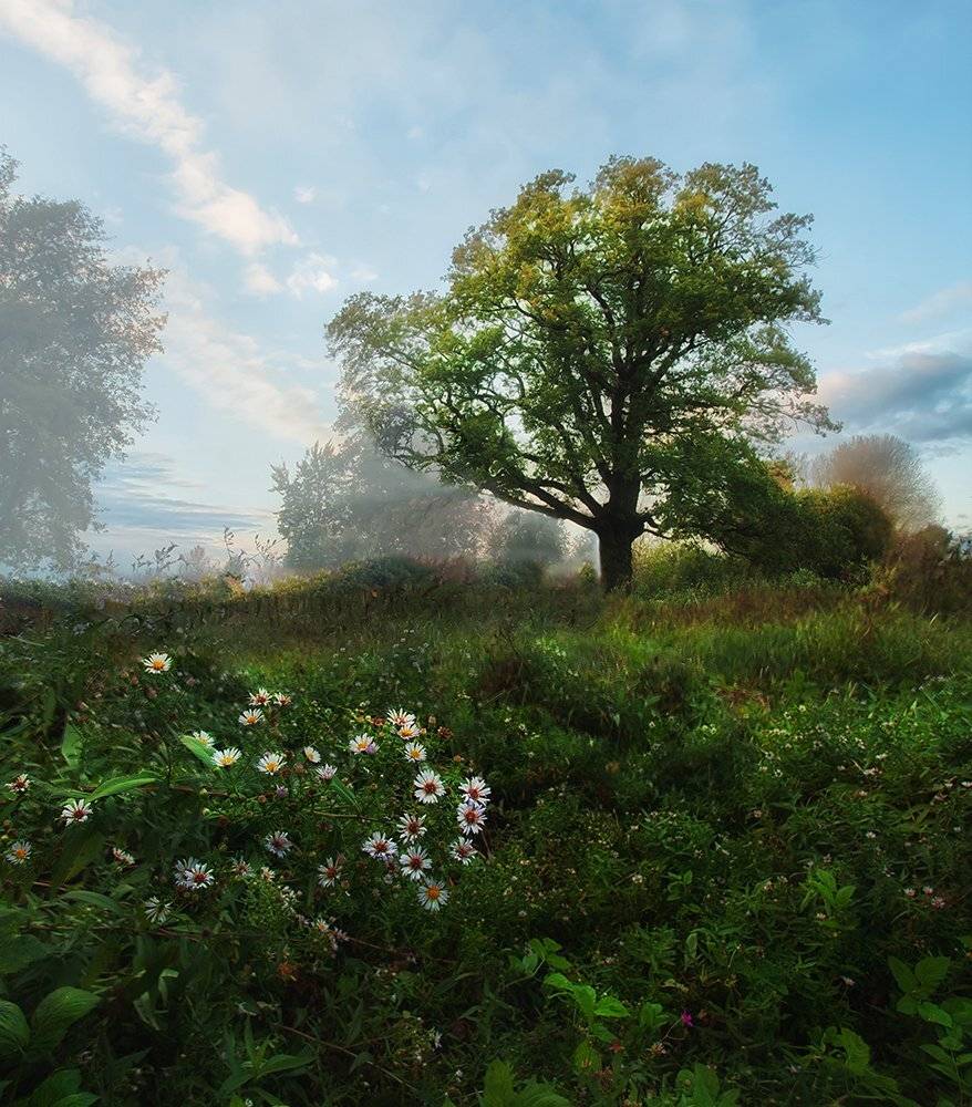 Дуб, Лето, Пейзаж, Ромашки, Утро, Kljuchenkow Aleksandr