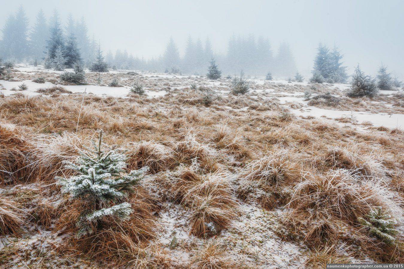 , Александр Науменко