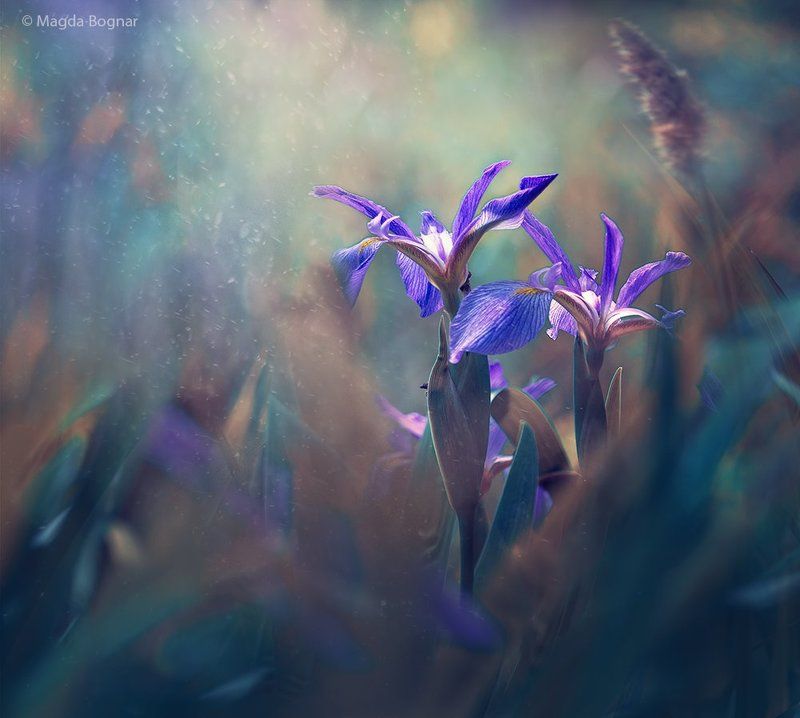 Blue Iris фото превью