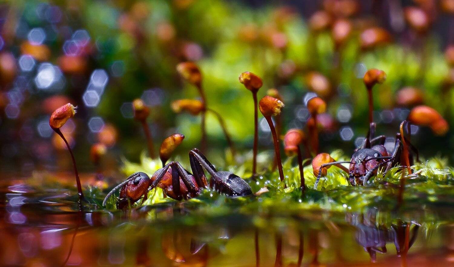 , Gabriel Prescornita