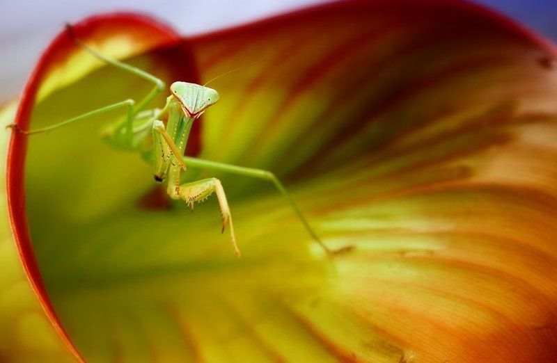 Mantis фото превью