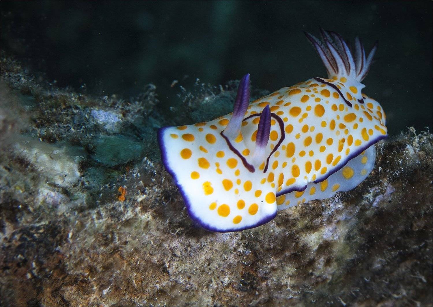 красное море, голожаберный моллюск, Сергей Гаспарян
