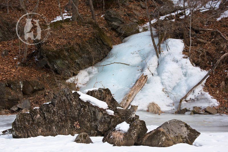 Про дальневосточного леопарда и замерзший водопад фото превью