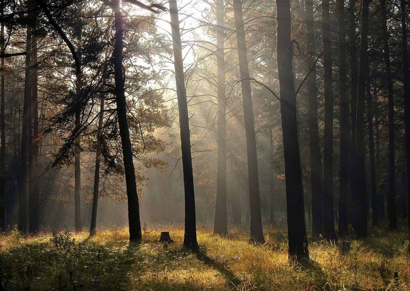 Утро в лесу фото превью