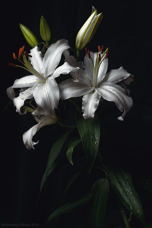 Flowers, Lily *** фото превью