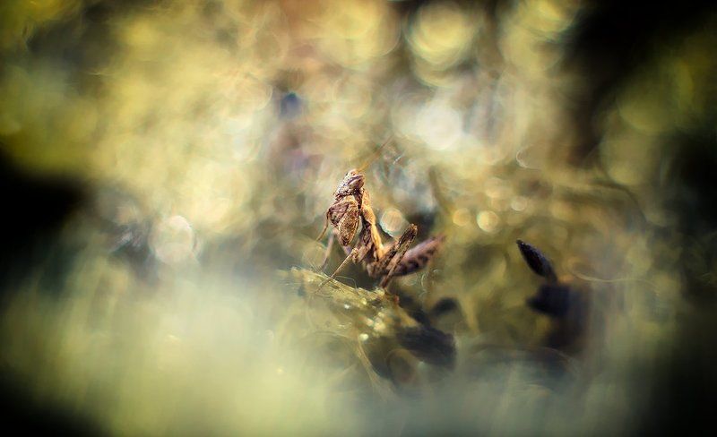 Краски осени. фото превью