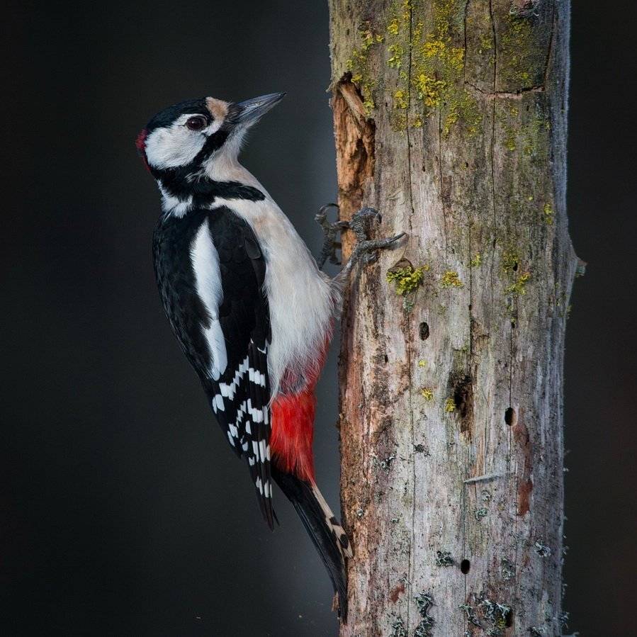 , Вилюнов Дмитрий