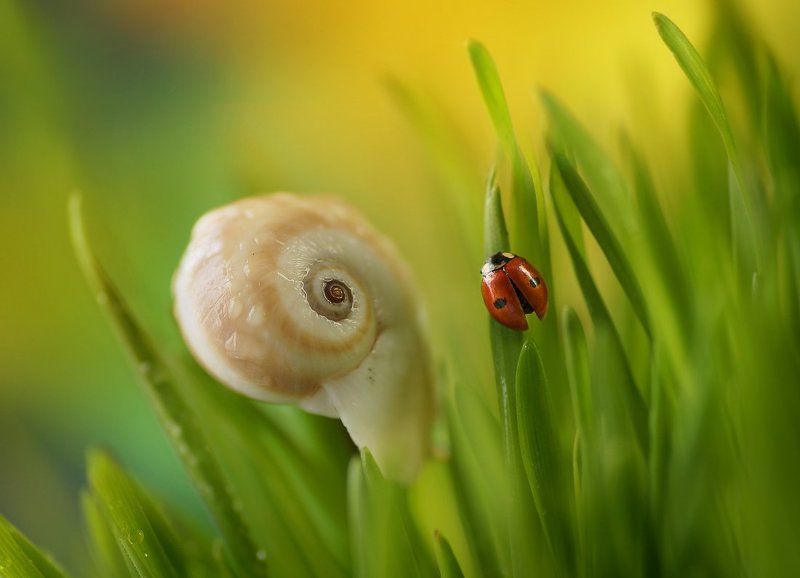 Где-то в высокой траве фото превью