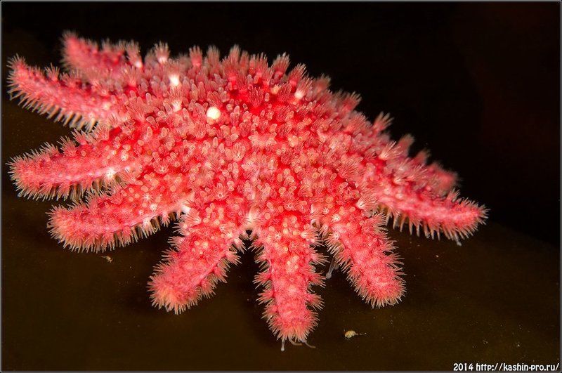 Кроссастер фото превью