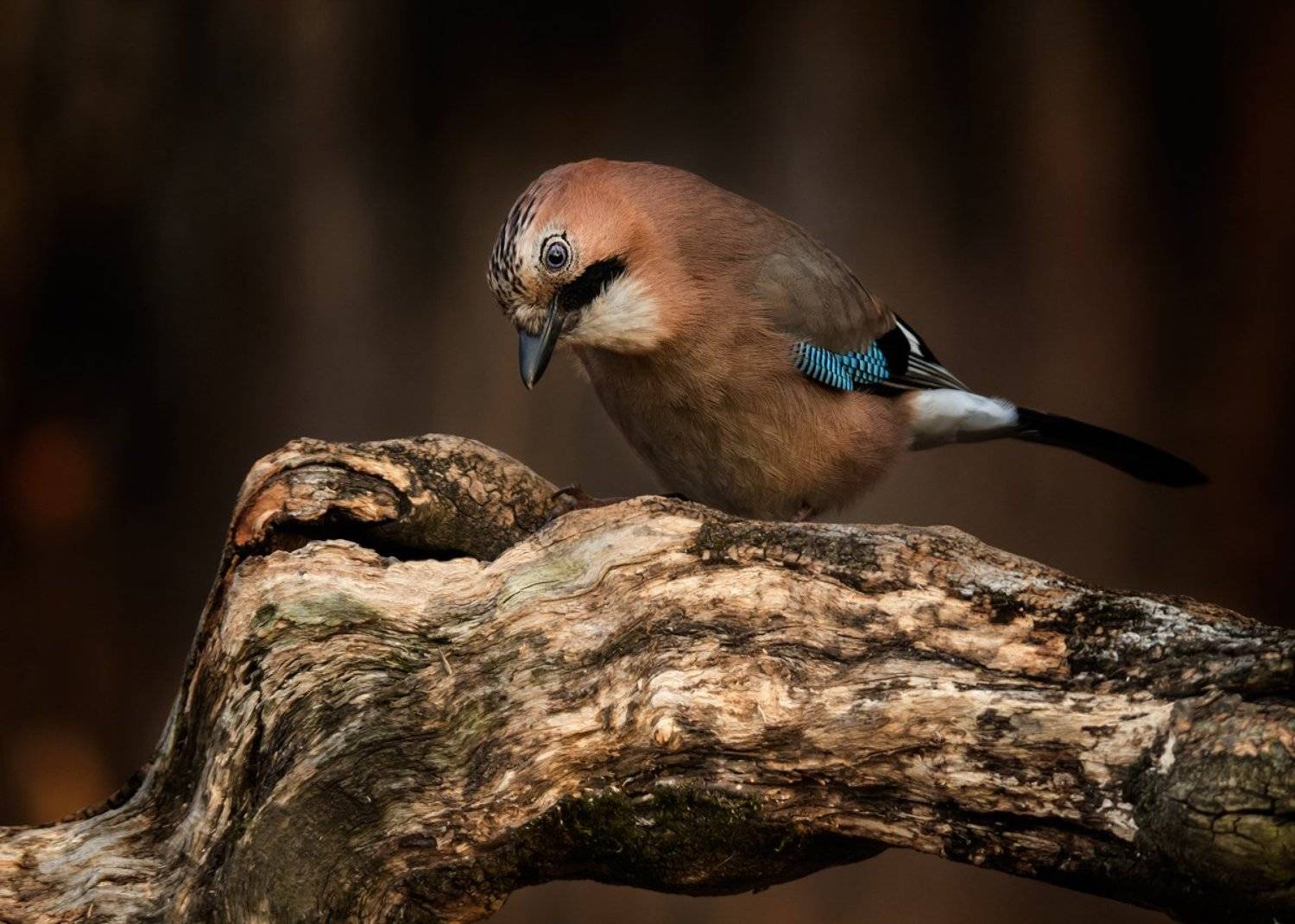 , Валерий Субачев