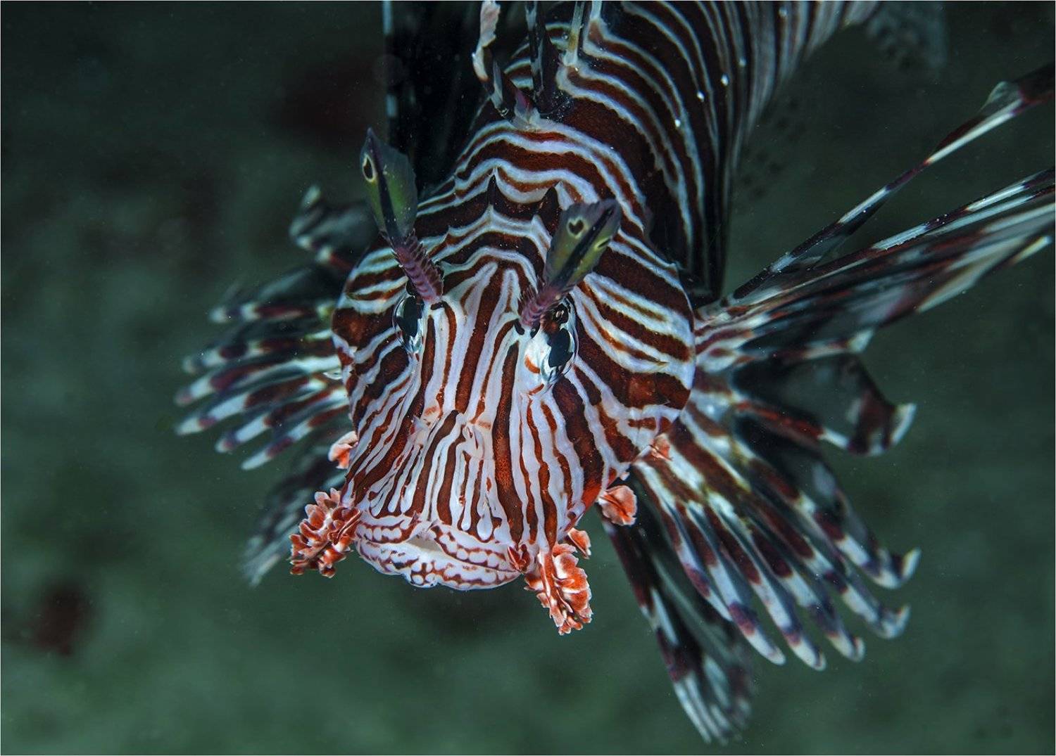 океан, крылатка, Сергей Гаспарян