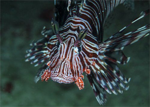 усатый-полосатый