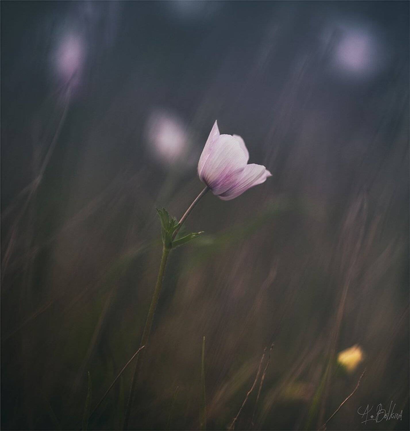 , Ариадна Белкина