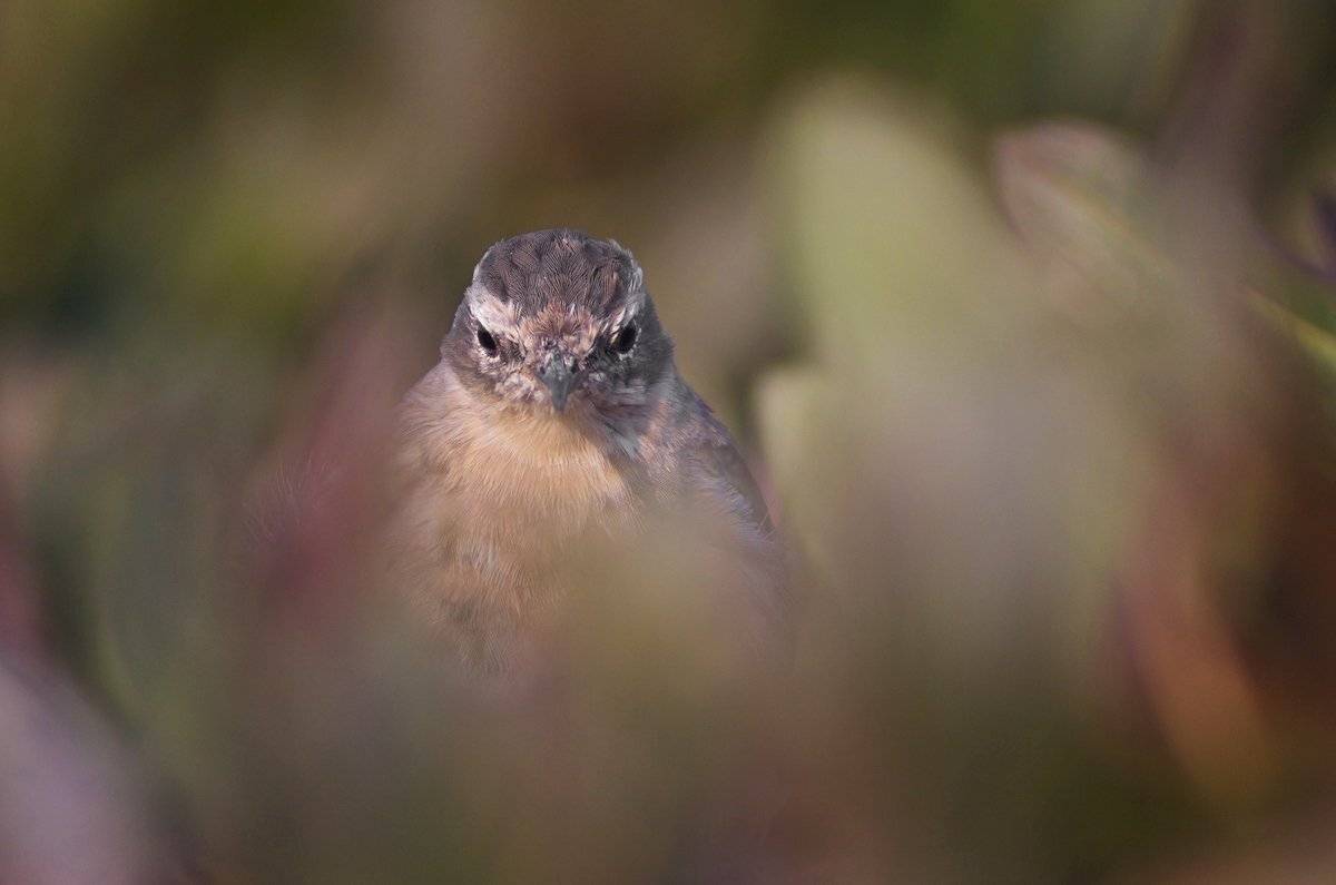 , Евгени Стефанов