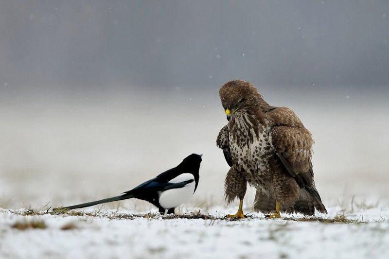 No i co mała ? фото превью