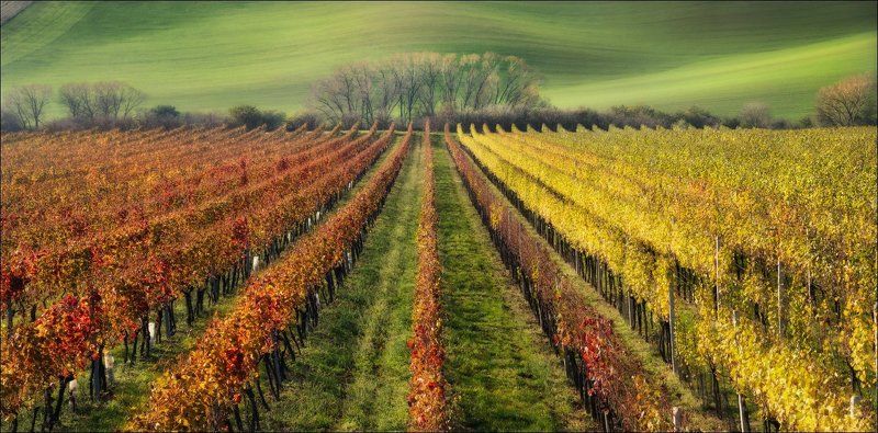 Line, Wine, Вино, Виноград, Истина, Чехия, Южная Моравия / The Wine Line / фото превью