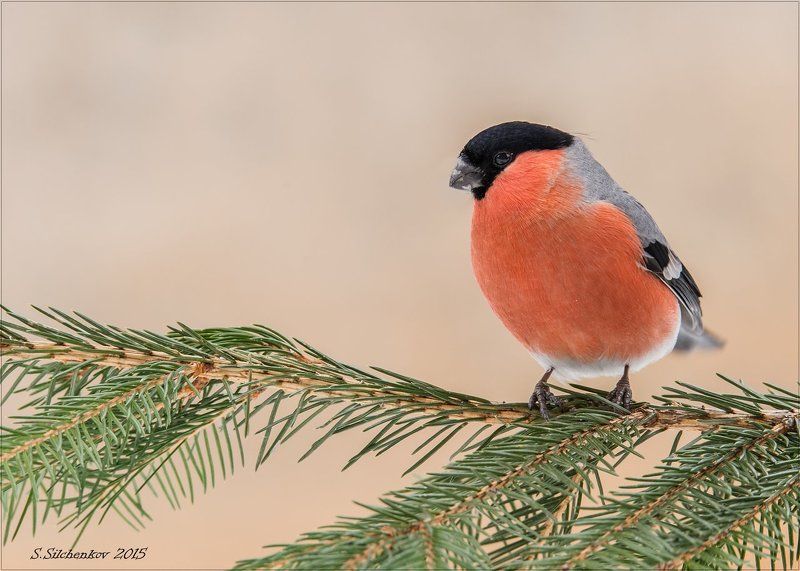 птицы, снегирь, самец, самка Снегири. фото превью