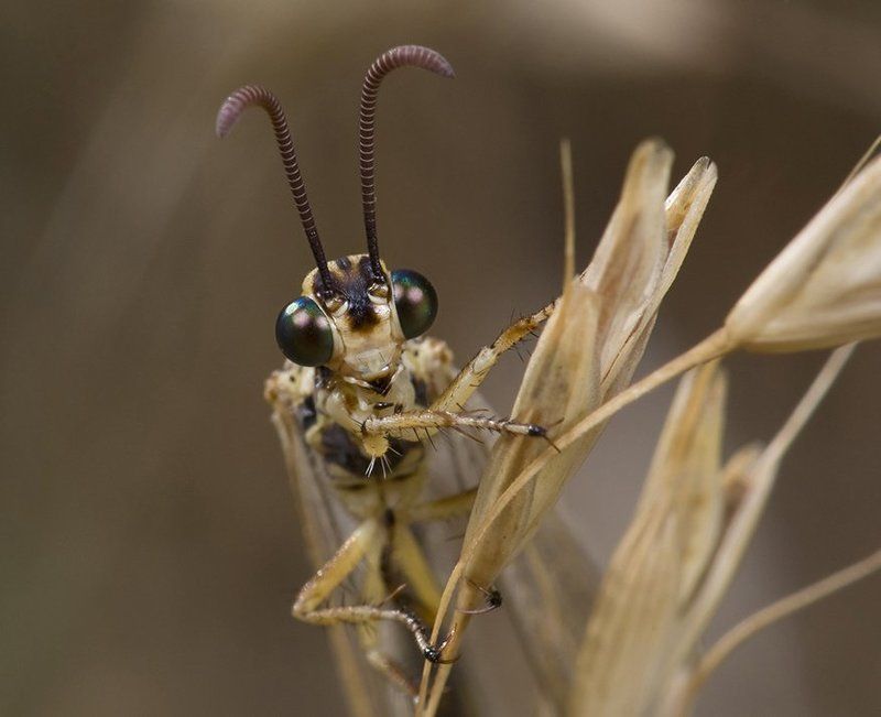 Земляне! Мир Вам! фото превью