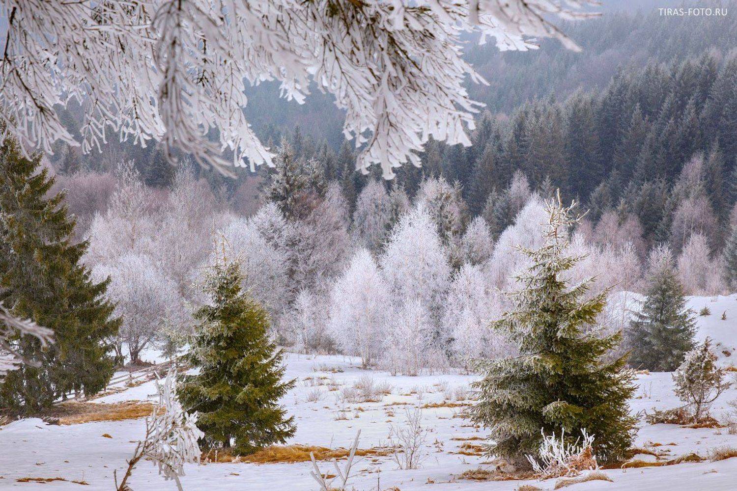 Зима, Карпаты, Снег, Петренко Алёна
