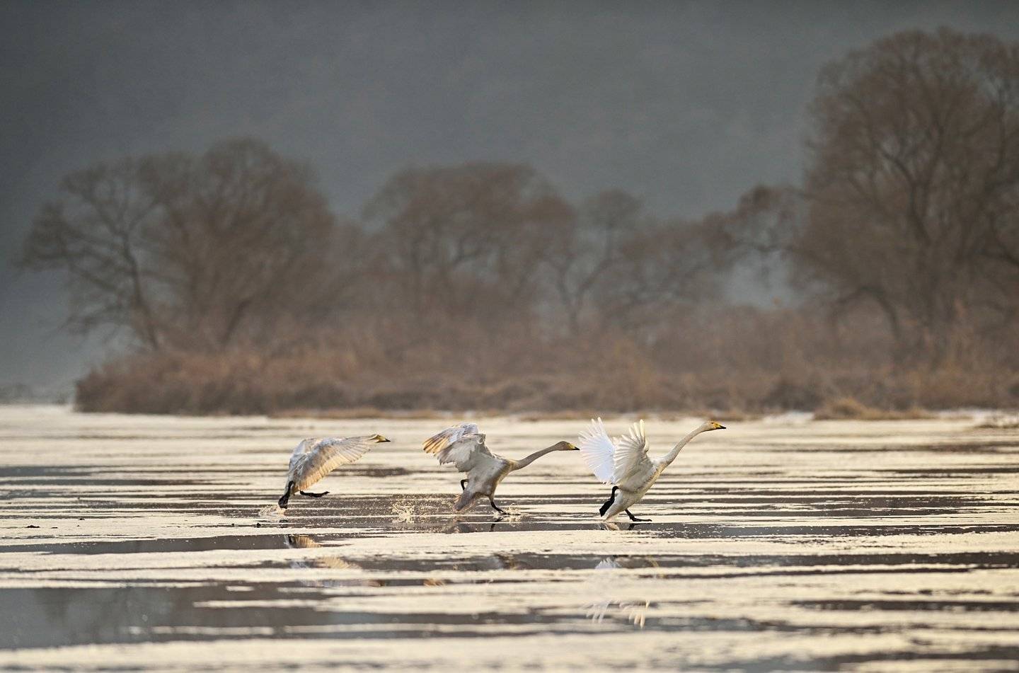 Step of Twilight, Swan, Twilight, KIM SUK EUN