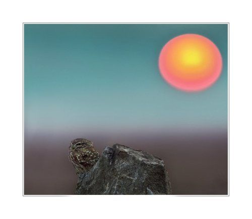 Owl and sun