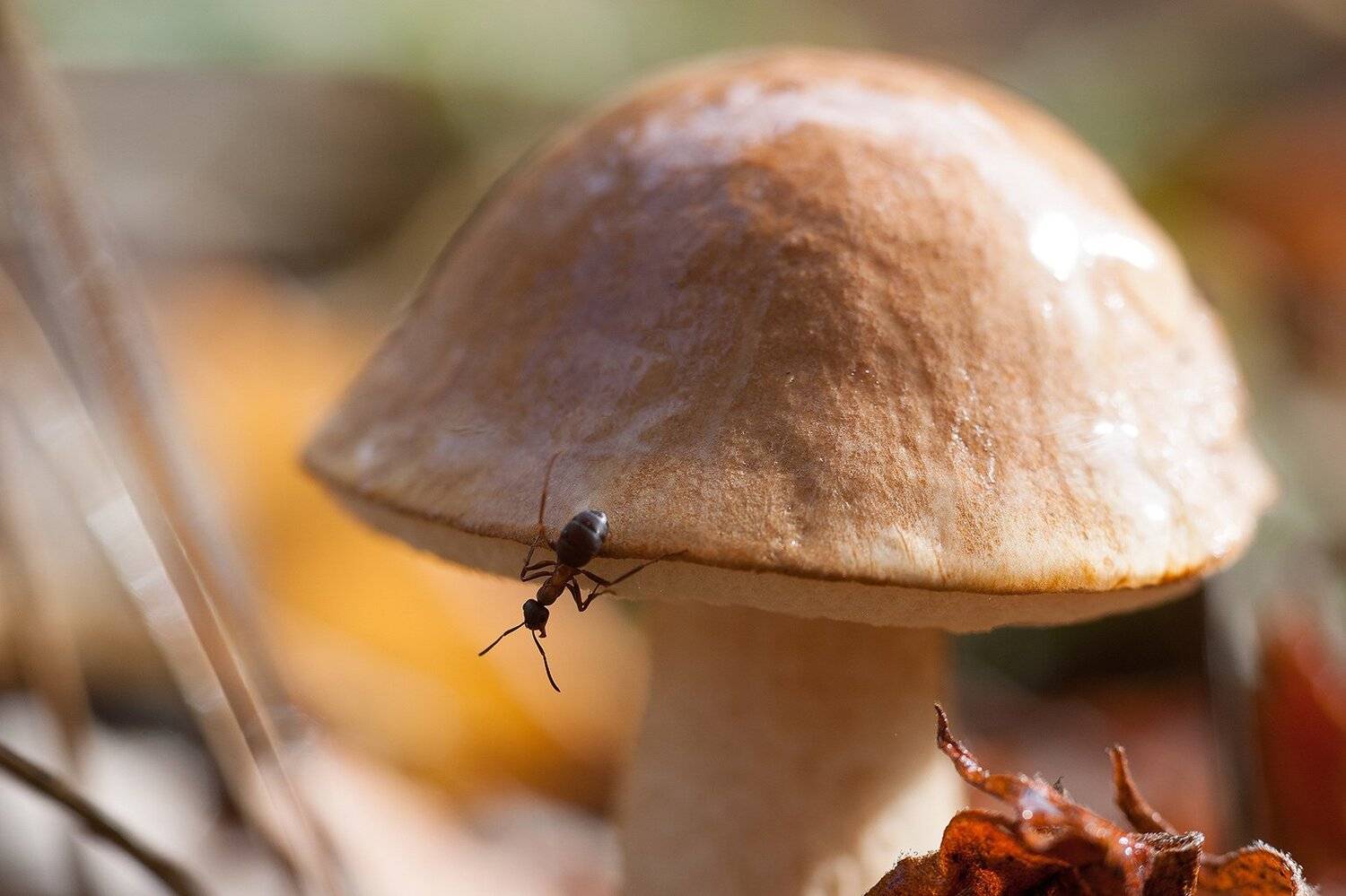 , Орлов Михаил