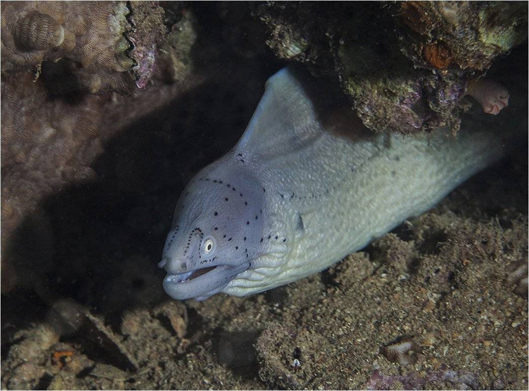 красное море, мурена, вечернее погружение, Сергей Гаспарян