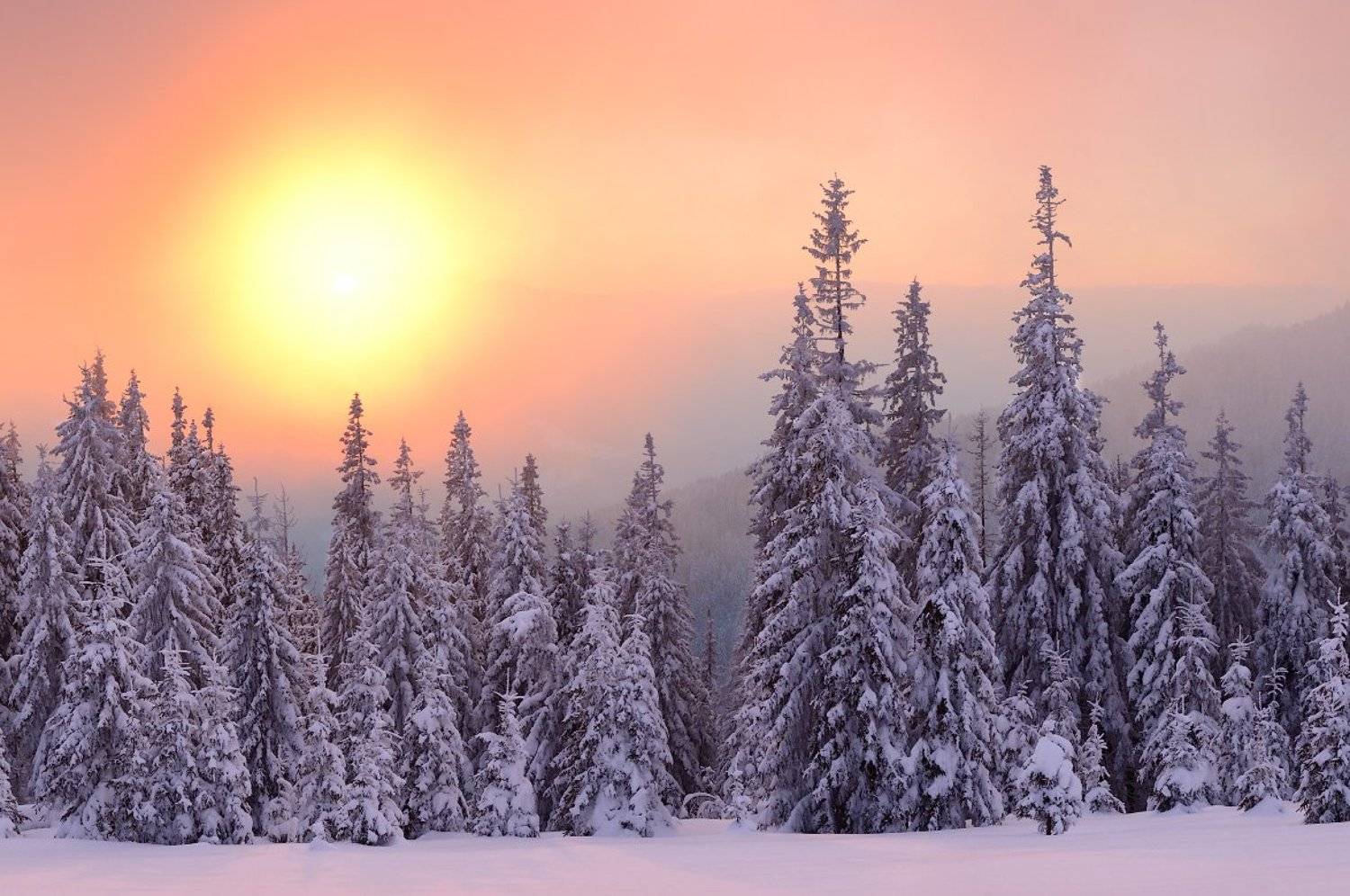 Fog, Forest, Karpaty, Landscape, Pine, Snow, Sunset, Zakarpattja, Елки, Закарпатье, Закат, Карпати, Лес, Пейзаж, Снег, Туман, Я