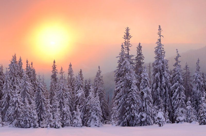 Fog, Forest, Karpaty, Landscape, Pine, Snow, Sunset, Zakarpattja, Елки, Закарпатье, Закат, Карпати, Лес, Пейзаж, Снег, Туман  фото превью