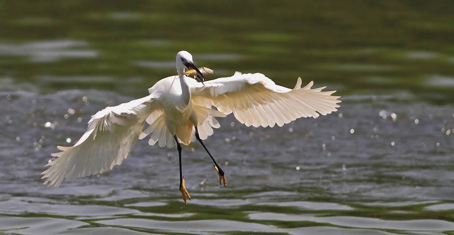 400mm, 7D, Animals, Birds, Fish, Heron, Животные, Птицы, Рыба, Цапля, Yuri Gomelsky