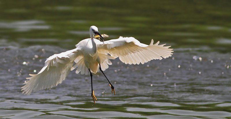 400mm, 7D, Animals, Birds, Fish, Heron, Животные, Птицы, Рыба, Цапля На взлёте фото превью