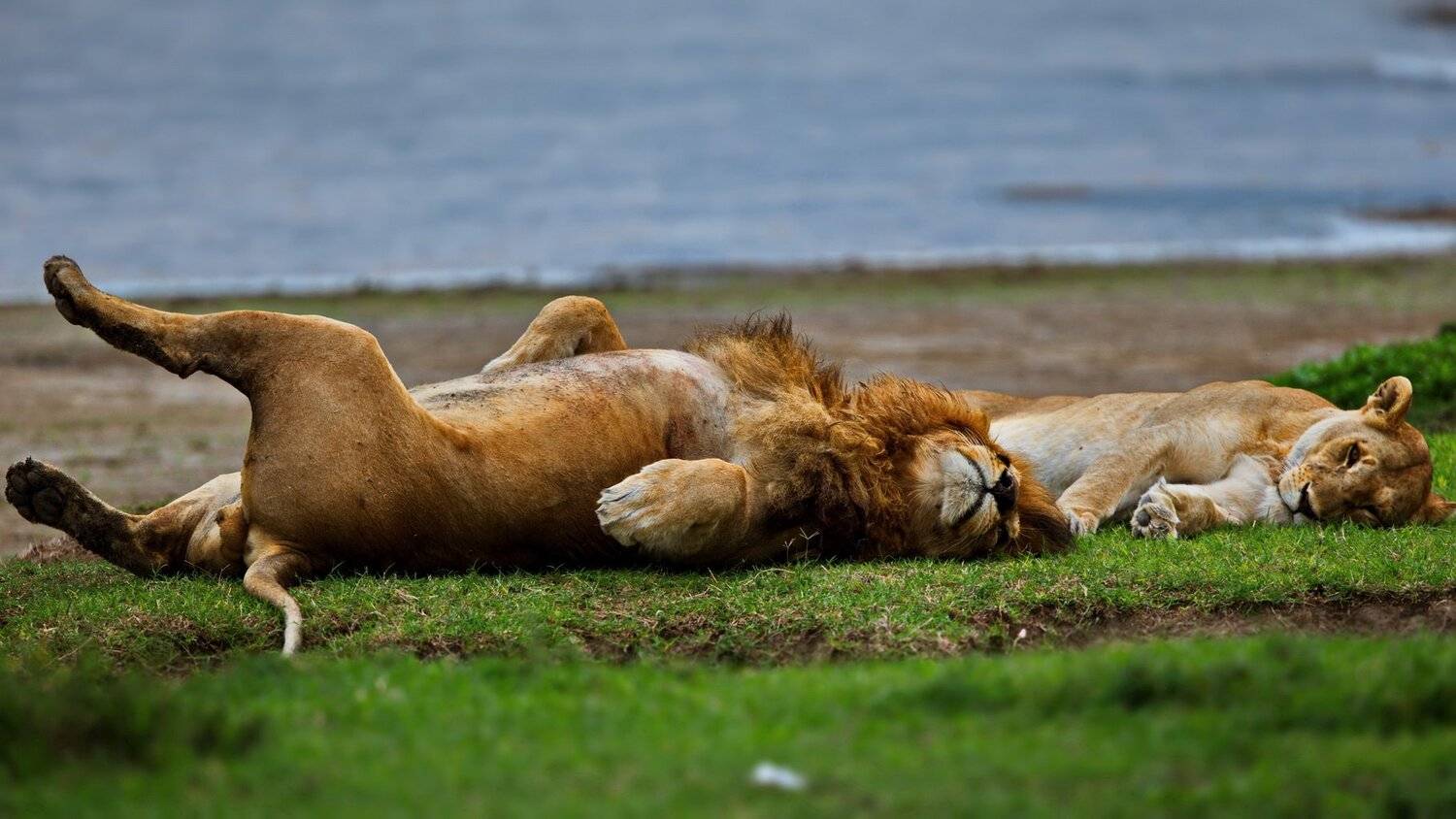, Александр Перов