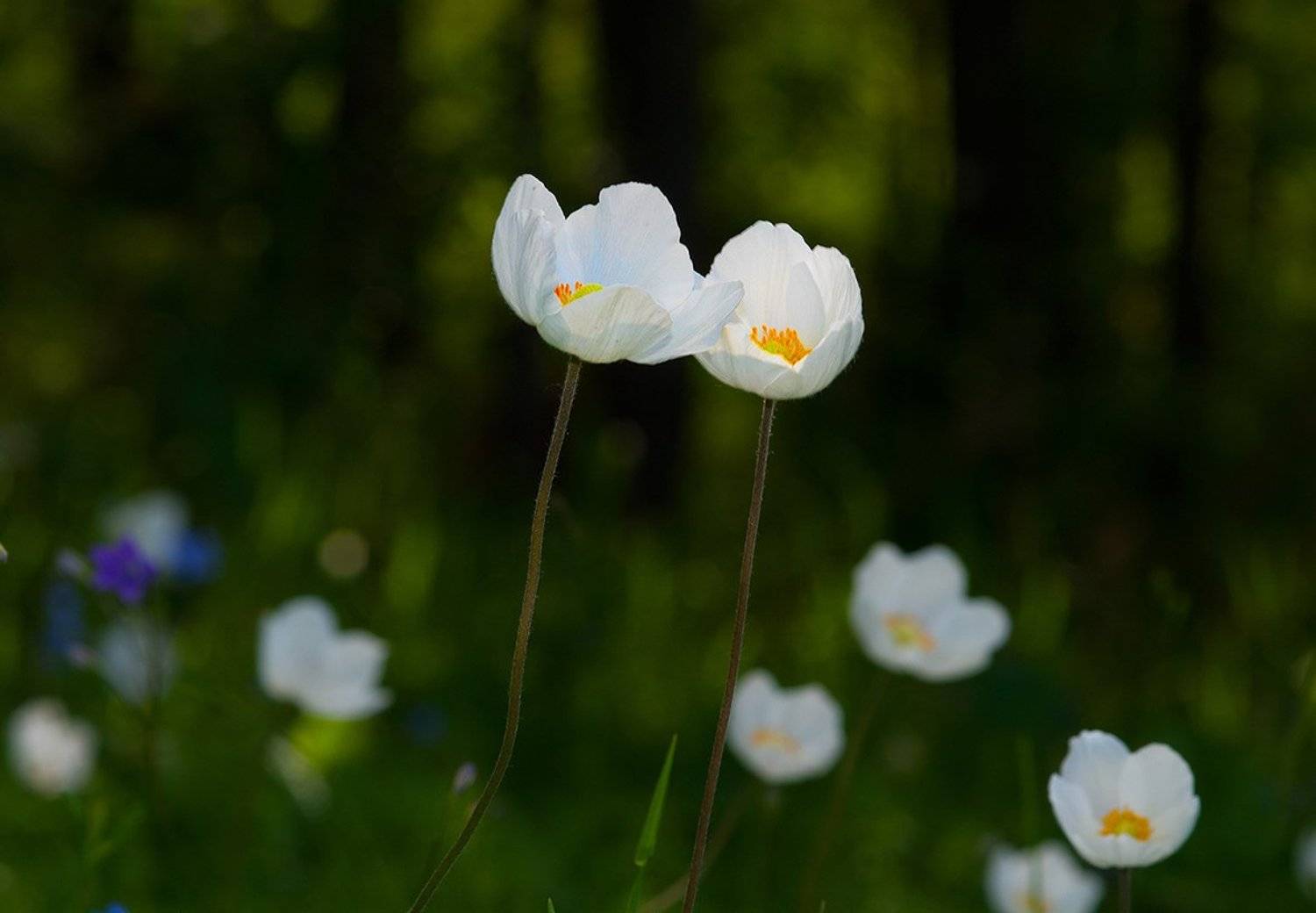 , Орлов Михаил