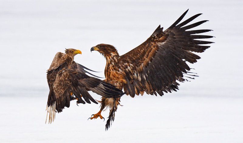 воздушные танцы фото превью