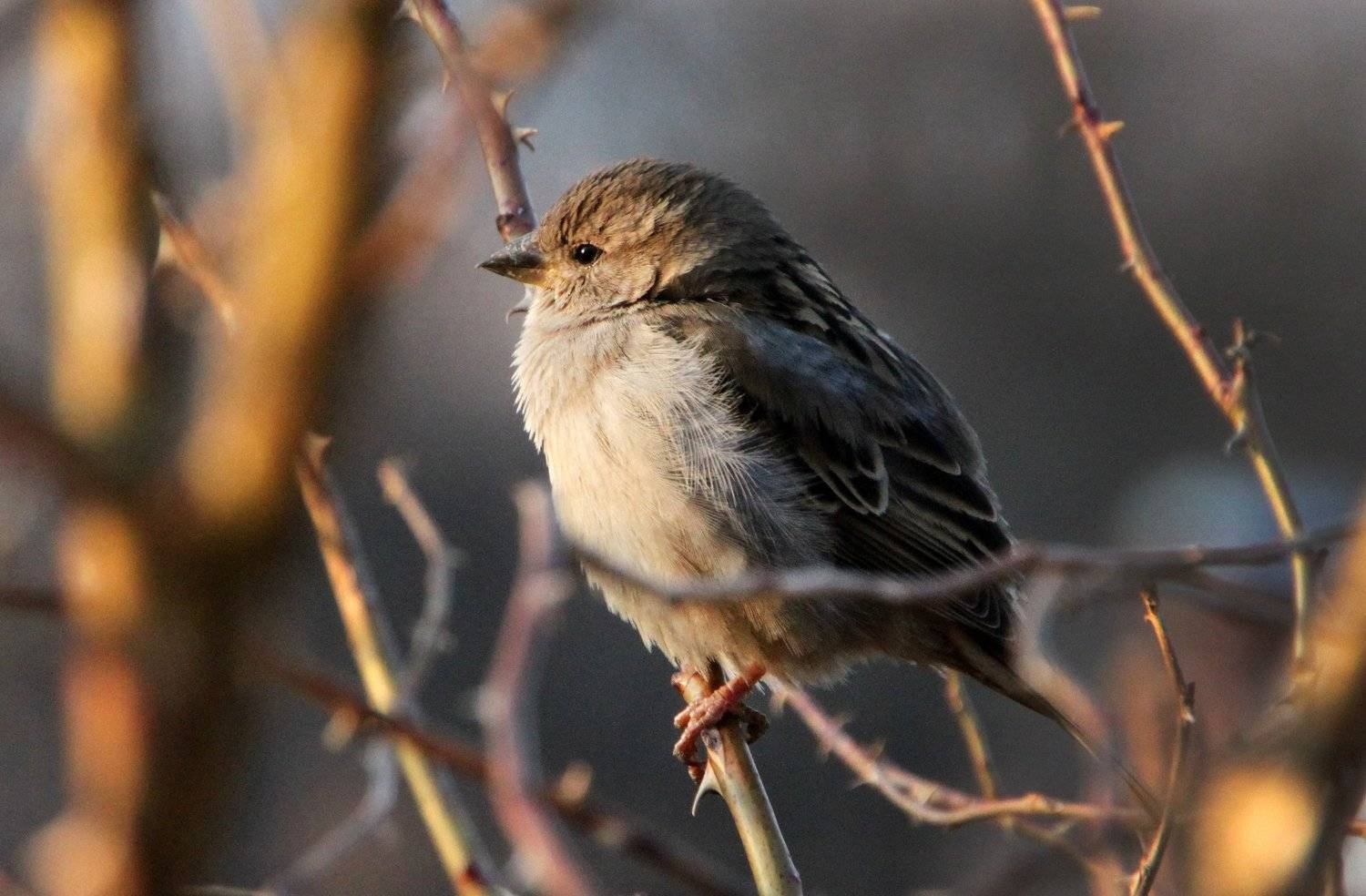 , Мишуринская Полина