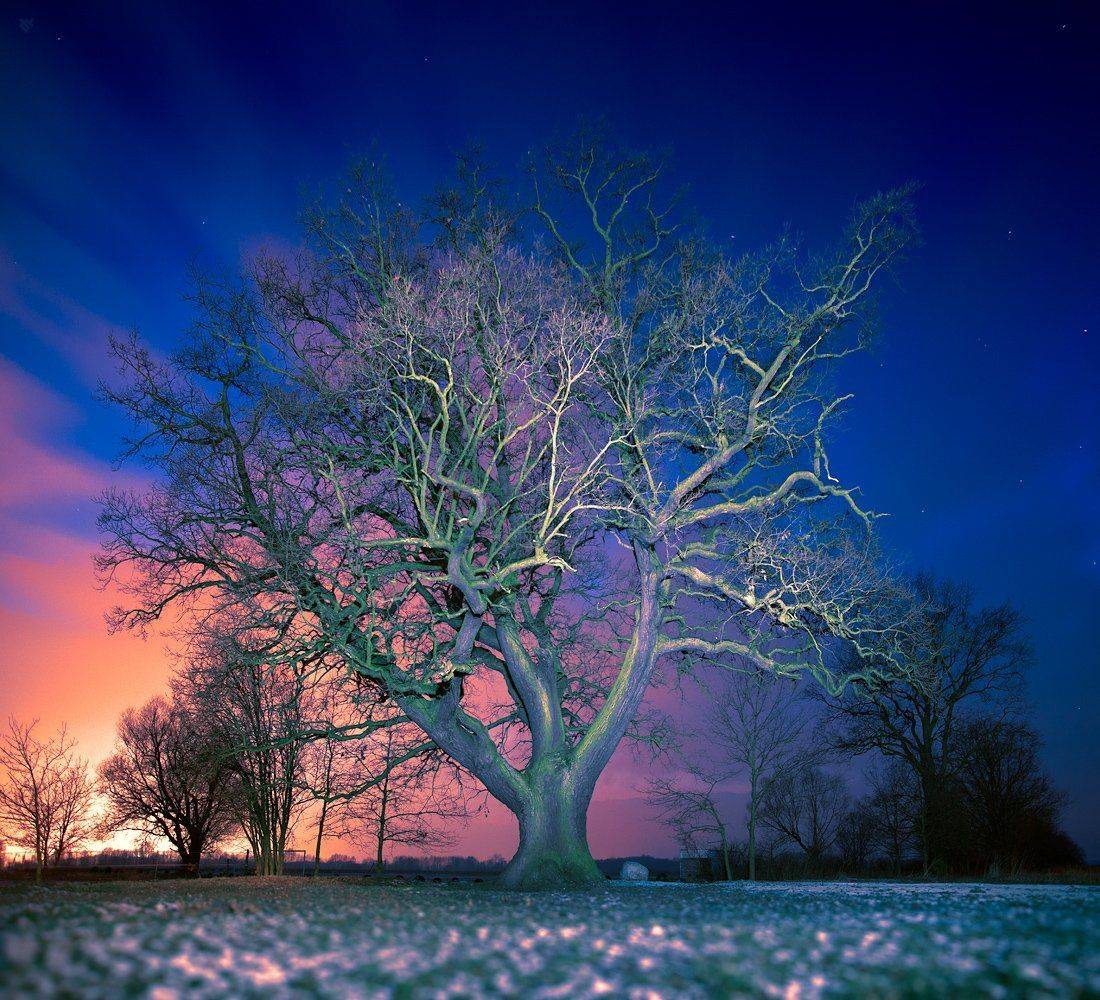 Night, Oak, Slav, Tree, Wojciech Grzanka