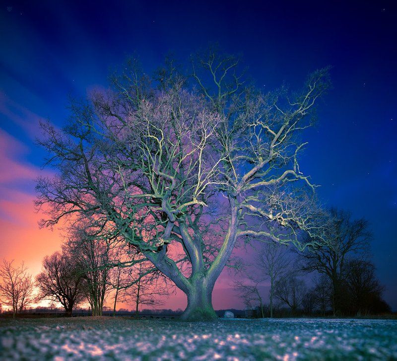 Night, Oak, Slav, Tree Slav oak фото превью
