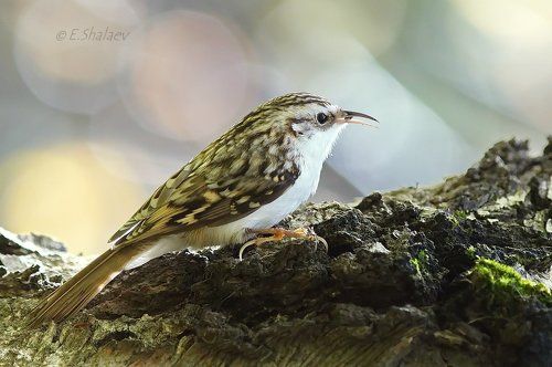 Eurasian treecreeper ,Обыкновенная пищуха - Certhia familiaris