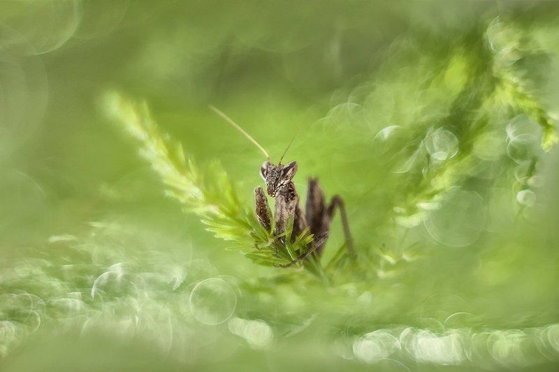 Зеленая Земля. фото превью