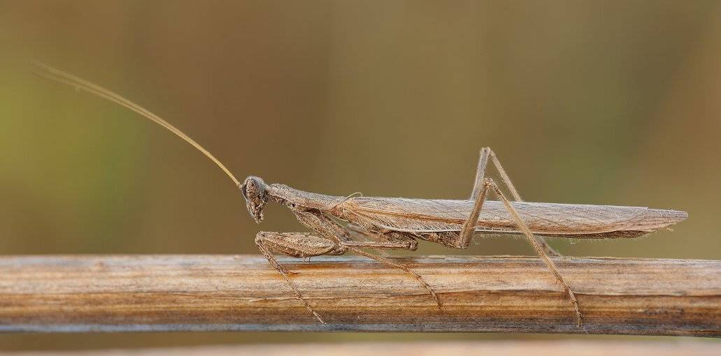 , Роман Рысь