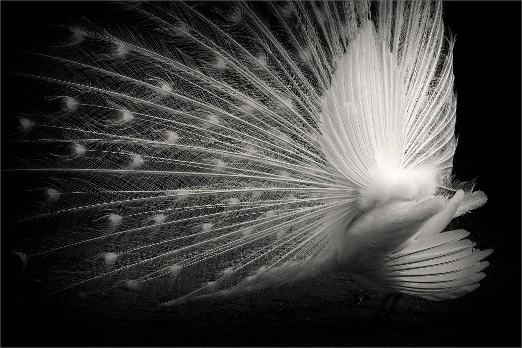 , Сергей Фудиненко