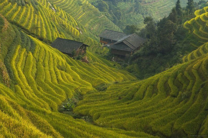 China, Китай, Рис, Рисовые террасы Жизнь в плюшевой долине. фото превью