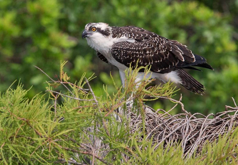 скопа, osprey, florida, флорида, blue cypress lake Скопа - Osprey фото превью