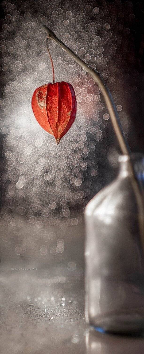 , Svoboda Andreeva