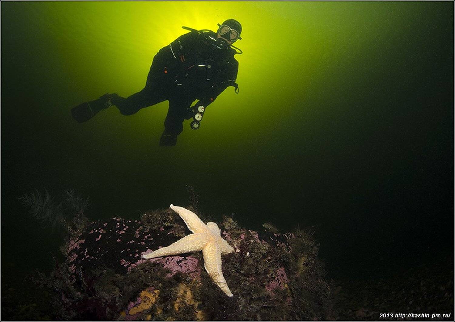 , Андрей Кашин