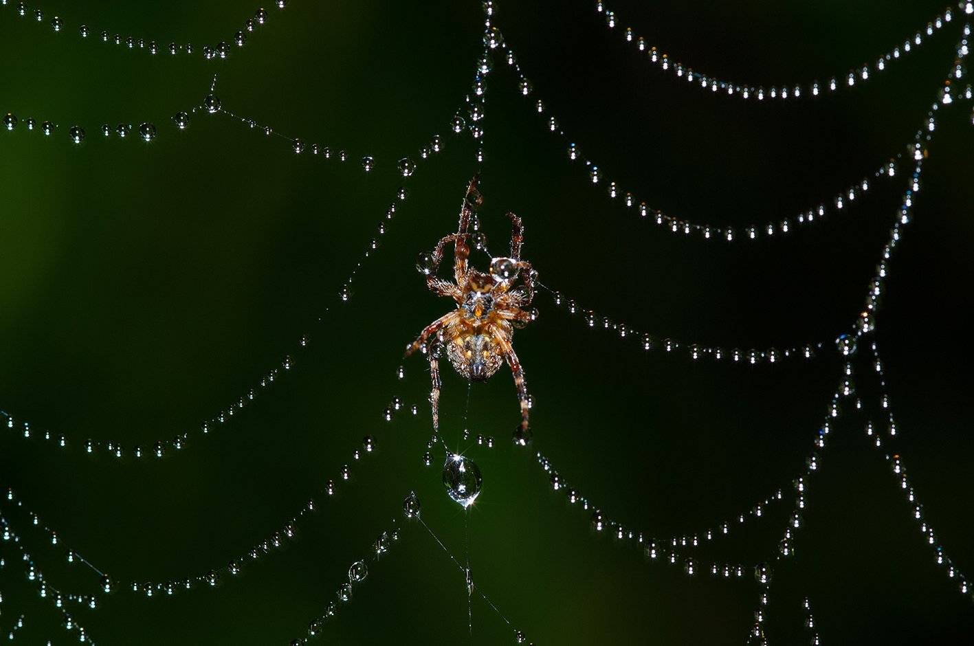 , Орлов Михаил