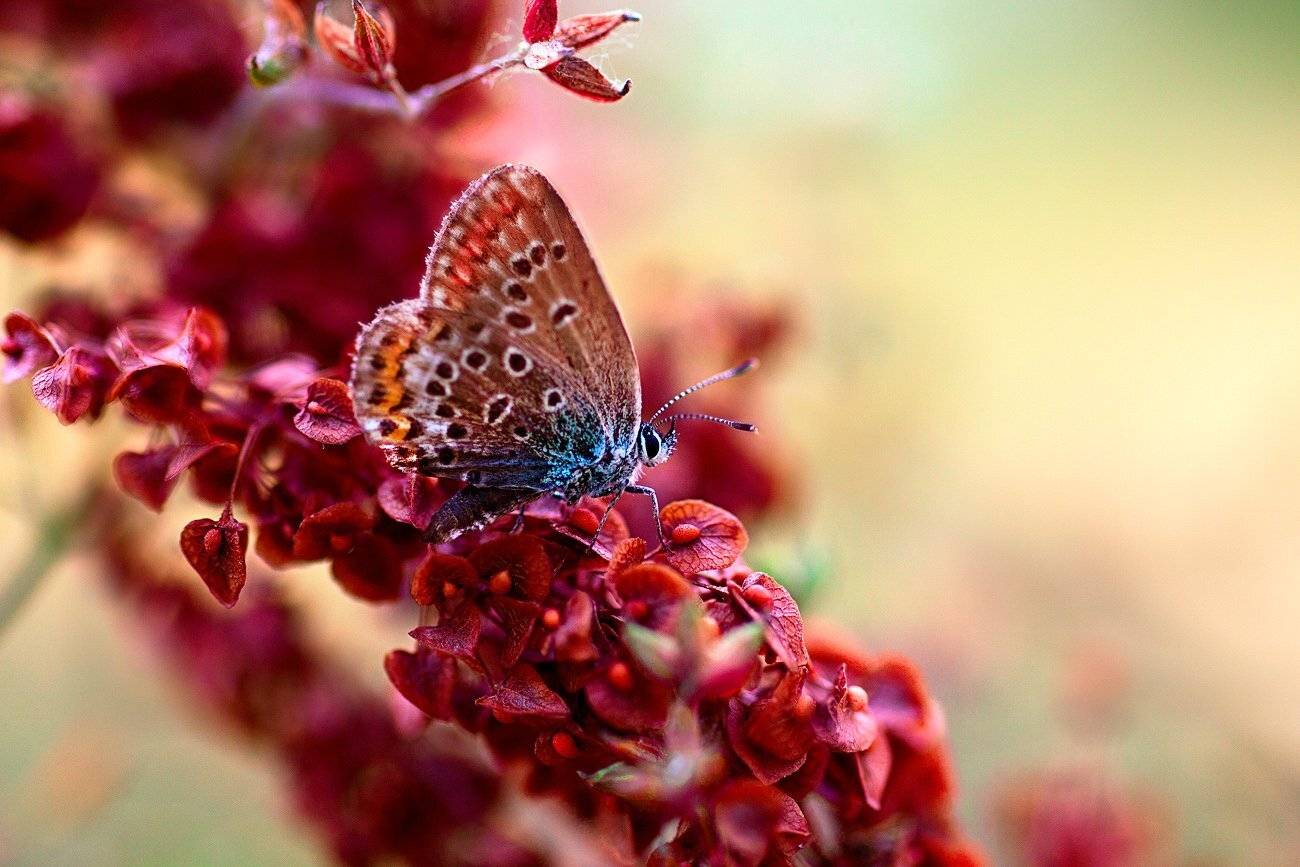 , Качурин Алексей