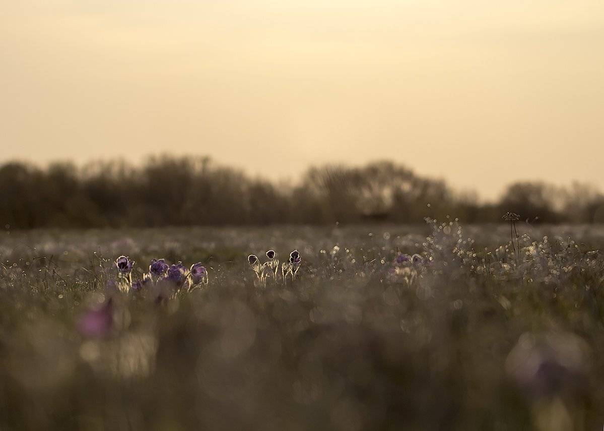 , Иваненко Светлана