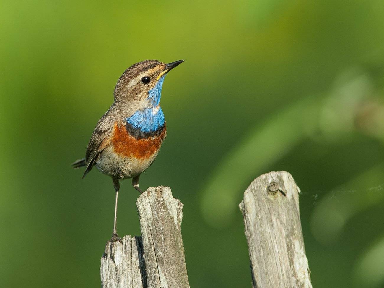 , Валерий Субачев